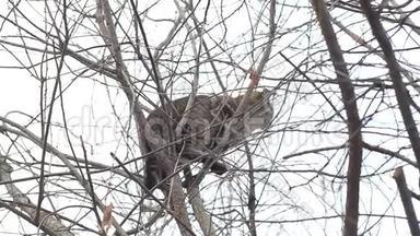 猫爬了一棵树，<strong>不想</strong>下去。